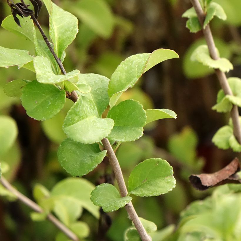 Zierquitte Salmon Horizon - Chaenomeles superba (Foliage)