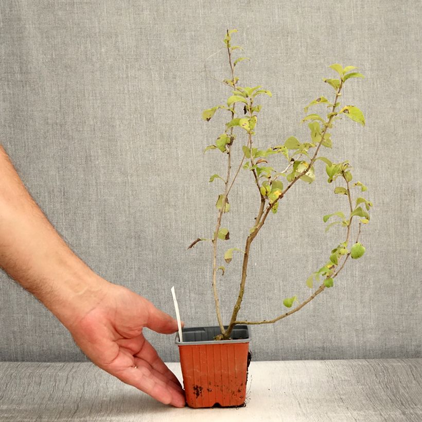 Example of Zierquitte Salmon Horizon - Chaenomeles superba Kleine Töpfe von 8/9 cm as you get in ete