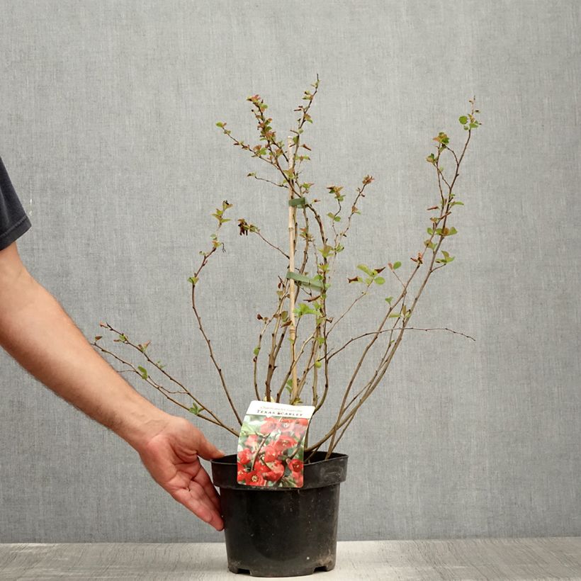 Exemplar von Zierquitte Texas Scarlet - Chaenomeles superba Topf mit 2L/3L wie im Sommer geliefert
