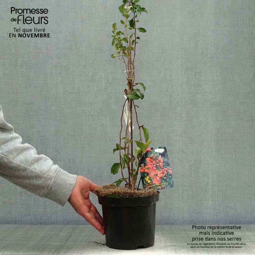 Example of Japanische Zierquitte Cido - Chaenomeles japonica Topf mit 2L/3L as you get in automne