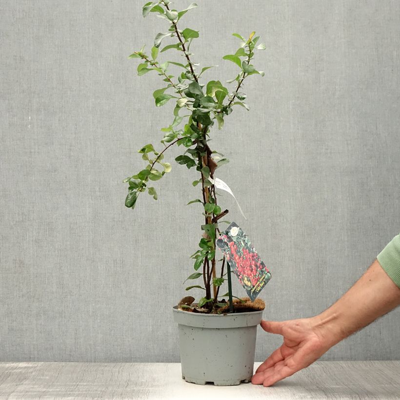 Example of Japanische Zierquitte Cido Red - Chaenomeles japonica Topf mit 2L/3L, Strauch/Busch, mehrstämmig as you get in ete