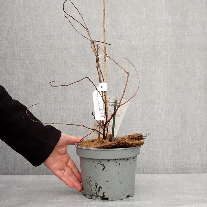 Exemplar von Japanische Zierquitte Cido Red - Chaenomeles japonica Topf mit 2L/3L, Strauch/Busch, mehrstämmig wie im Winter geliefert