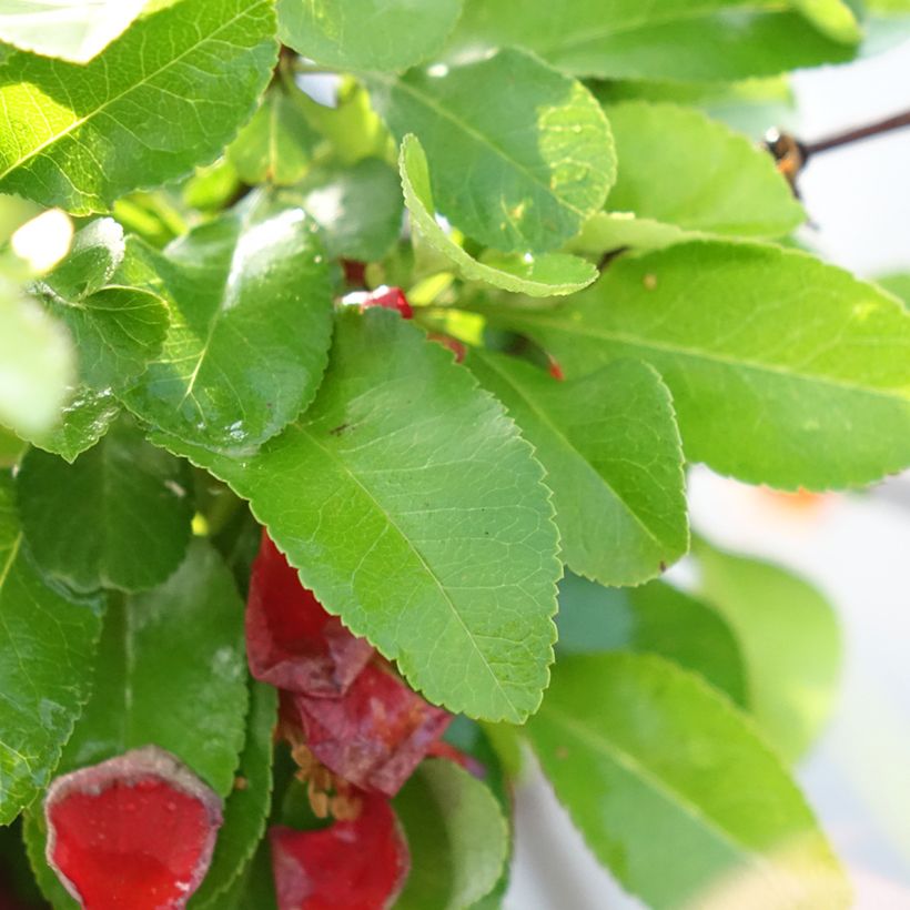 Japanische Zierquitte Cido Red - Chaenomeles japonica (Foliage)