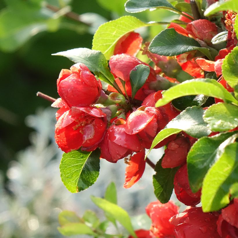 Japanische Zierquitte Cido Red - Chaenomeles japonica (Flowering)