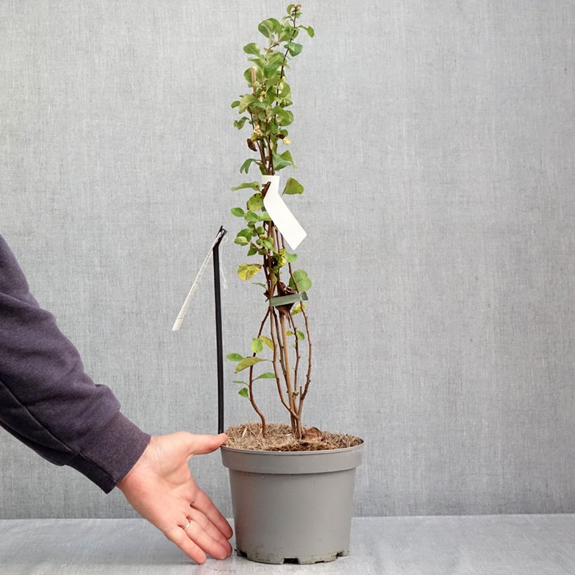 Exemplar von Japanische Zierquitte Cido Red - Chaenomeles japonica Topf mit 2L/3L, Strauch/Busch, mehrstämmig wie im Herbst geliefert