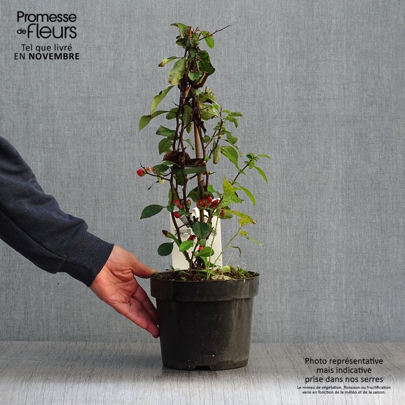Example of Zierquitte Clementine - Chaenomeles superba Topf mit 3L/4L as you get in automne