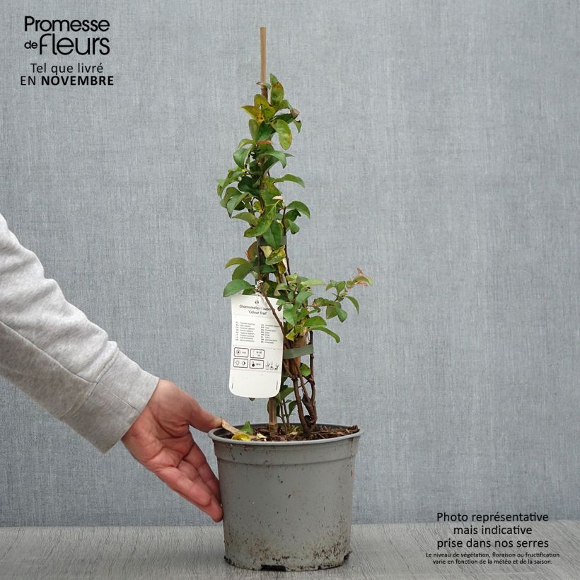 Example of Zierquitte Colour Trail - Chaenomeles superba Topf mit 3L/4L as you get in automne