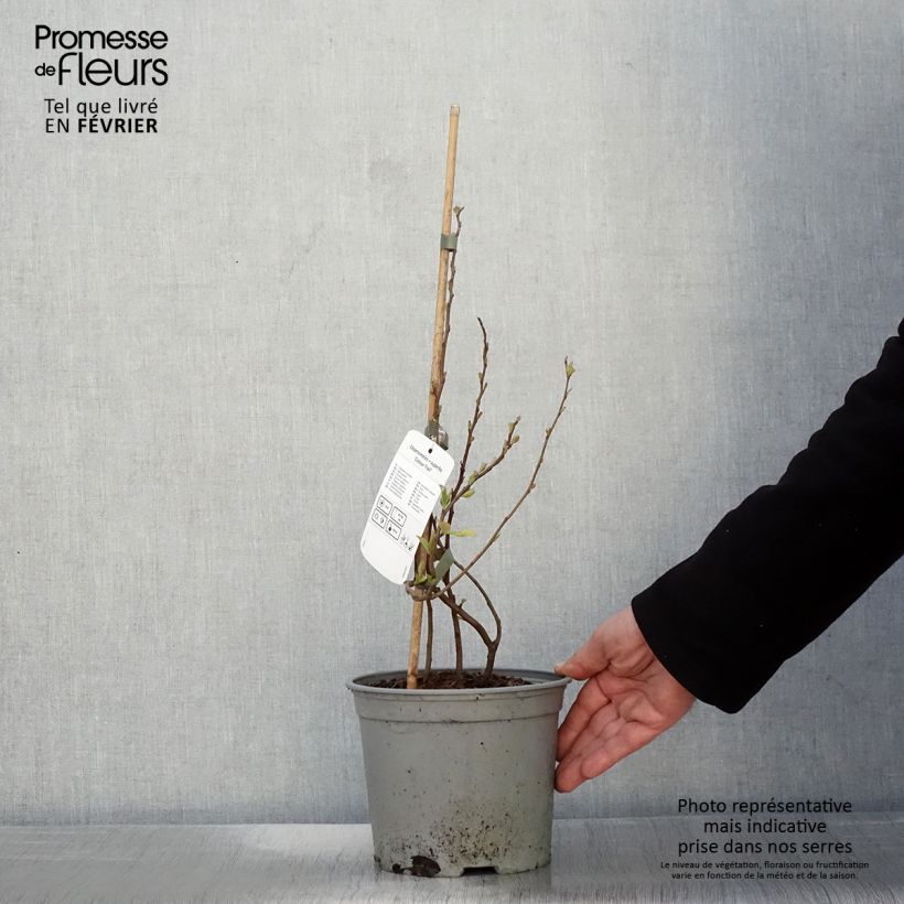 Exemplar von Zierquitte Colour Trail - Chaenomeles superba Topf mit 3L/4L wie im Winter geliefert