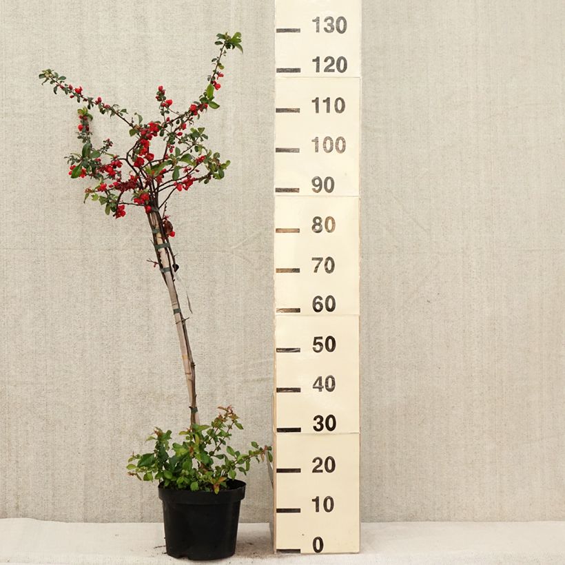 Exemplar von Zierquitte Colour Trail - Chaenomeles superba Topf mit 3L/4L wie im Frühjahr geliefert