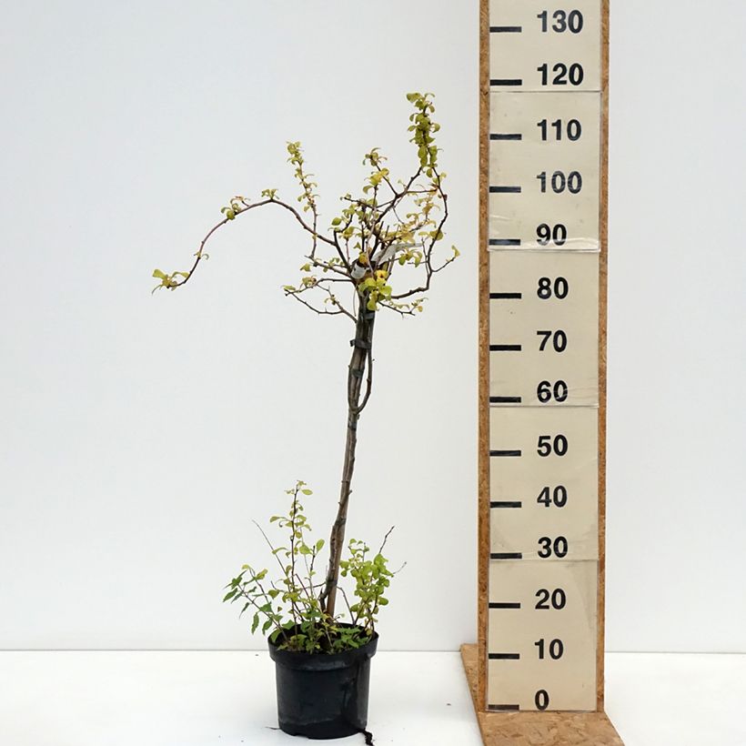 Exemplar von Zierquitte Crimson and Gold - Chaenomeles superba Topf mit 4L/5L wie im Herbst geliefert