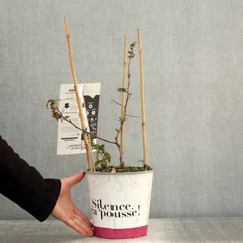 Example of Japanische Zierquitte Eximia - Chaenomeles Topf mit 4L/5L as you get in automne
