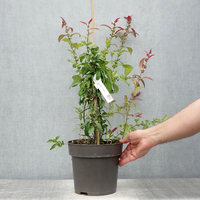 Exemplar von Japanische Zierquitte Eximia - Chaenomeles Topf mit 4L/5L wie im Sommer geliefert