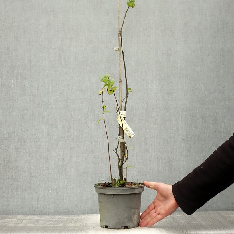 Example of Zierquitte Falconnet Charlet - Chaenomeles speciosa Topf mit 2L/3L as you get in automne