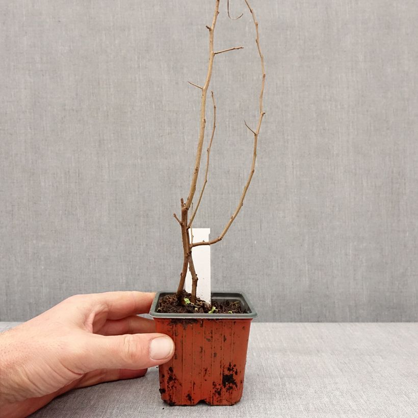 Example of Zierquitte Fire dance - Chaenomeles speciosa Kleine Töpfe von 8/9 cm as you get in hiver