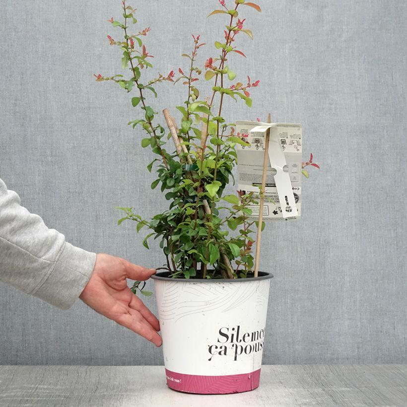 Example of Zierquitte Friesdorfer - Chaenomeles speciosa Topf mit 3L/4L as you get in ete
