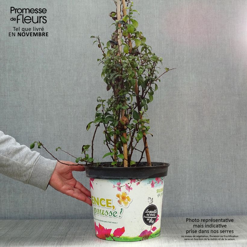 Example of Zierquitte Friesdorfer - Chaenomeles speciosa Topf mit 7,5L/10L as you get in automne