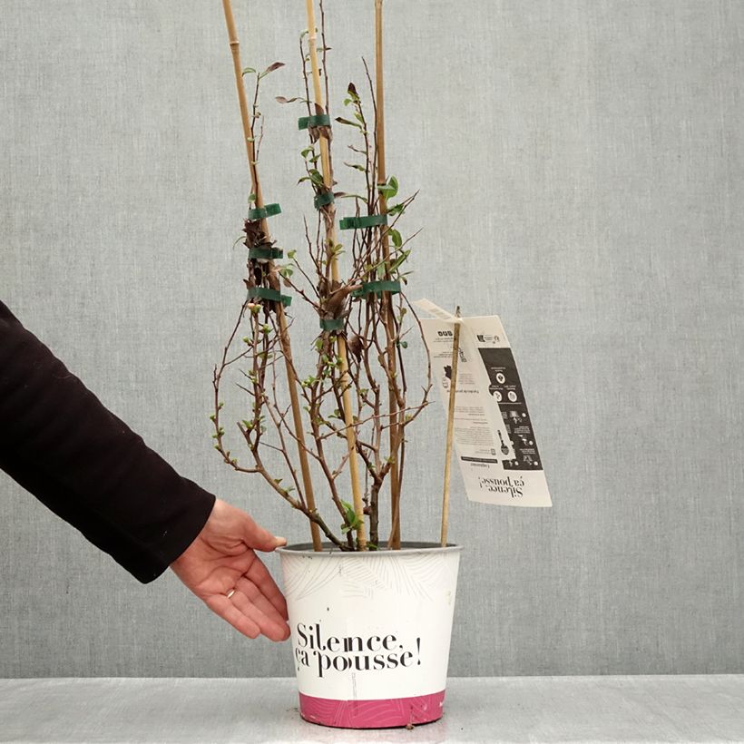 Exemplar von Zierquitte Friesdorfer - Chaenomeles speciosa Topf mit 3L/4L wie im Herbst geliefert