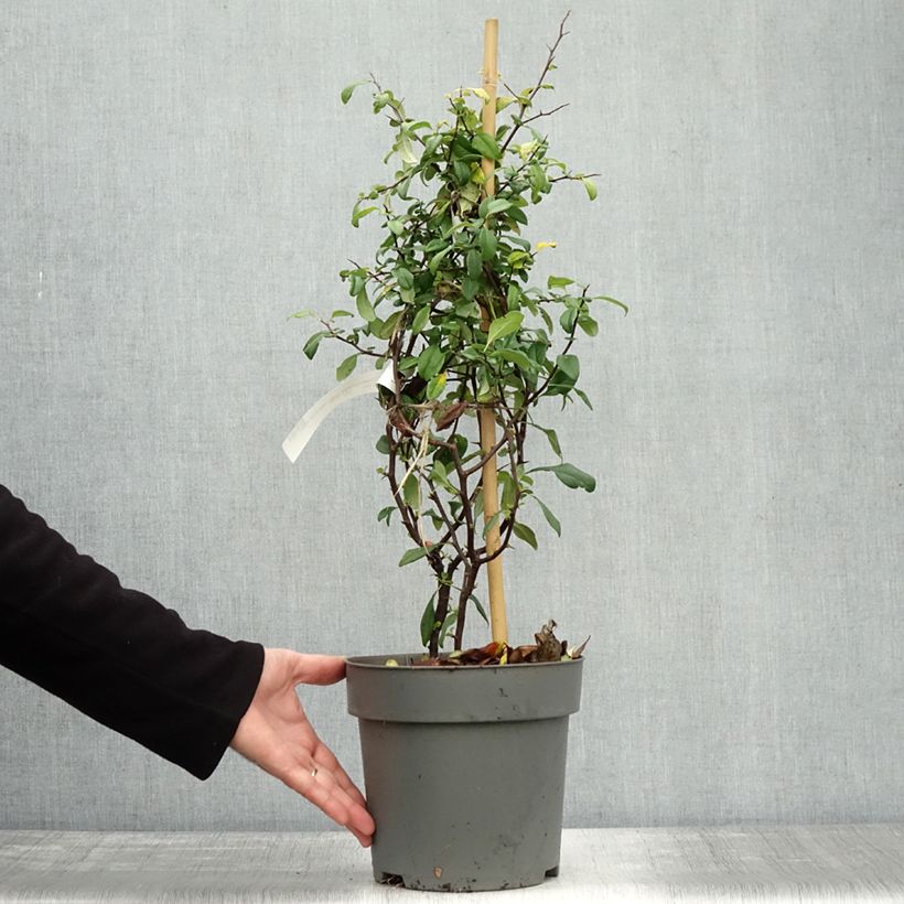 Example of Zierquitte Hot Fire - Chaenomeles speciosa Topf mit 4L/5L as you get in automne