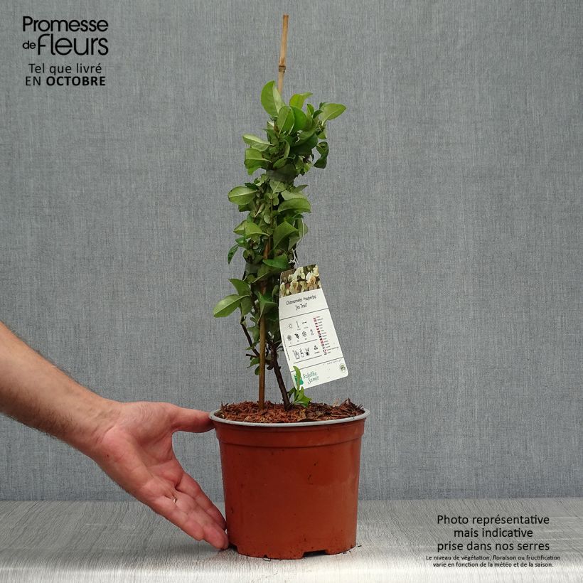 Example of Zierquitte Jet Trail - Chaenomeles superba Topf mit 3L/4L as you get in automne