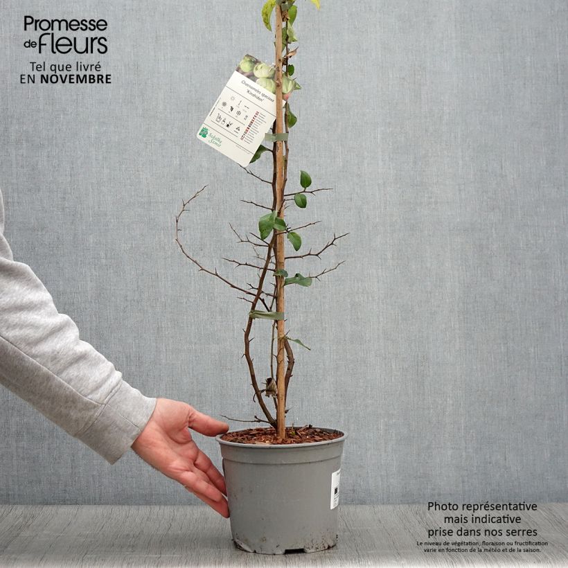 Example of Zierquitte Kinshiden - Chaenomeles speciosa Topf mit 3L/4L as you get in automne