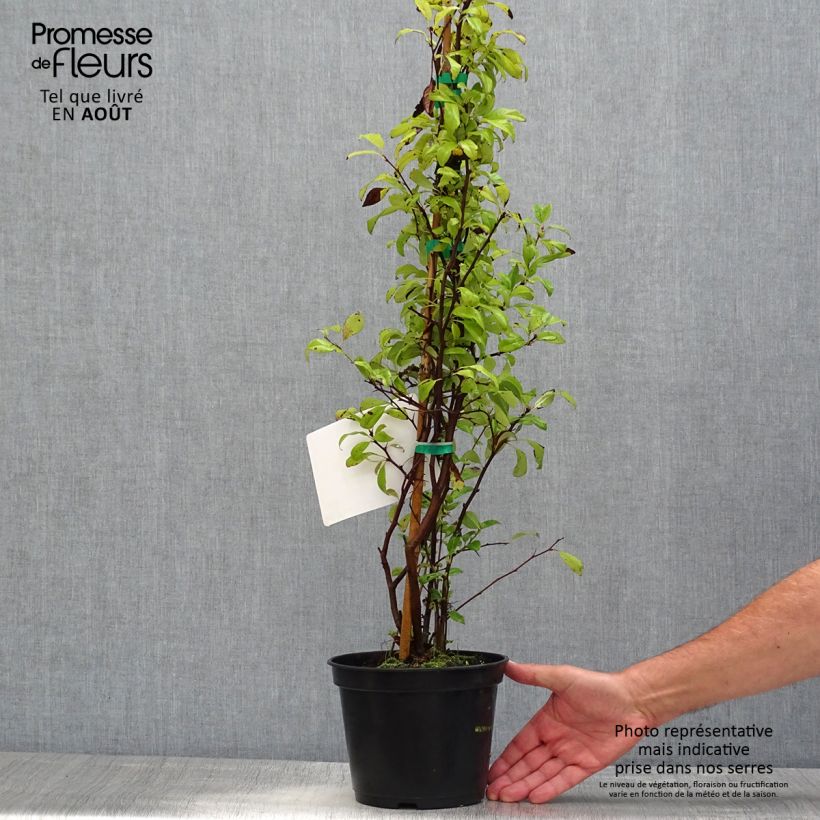 Exemplar von Zierquitte Nivalis - Chaenomeles speciosa Topf mit 2L/3L wie im Sommer geliefert