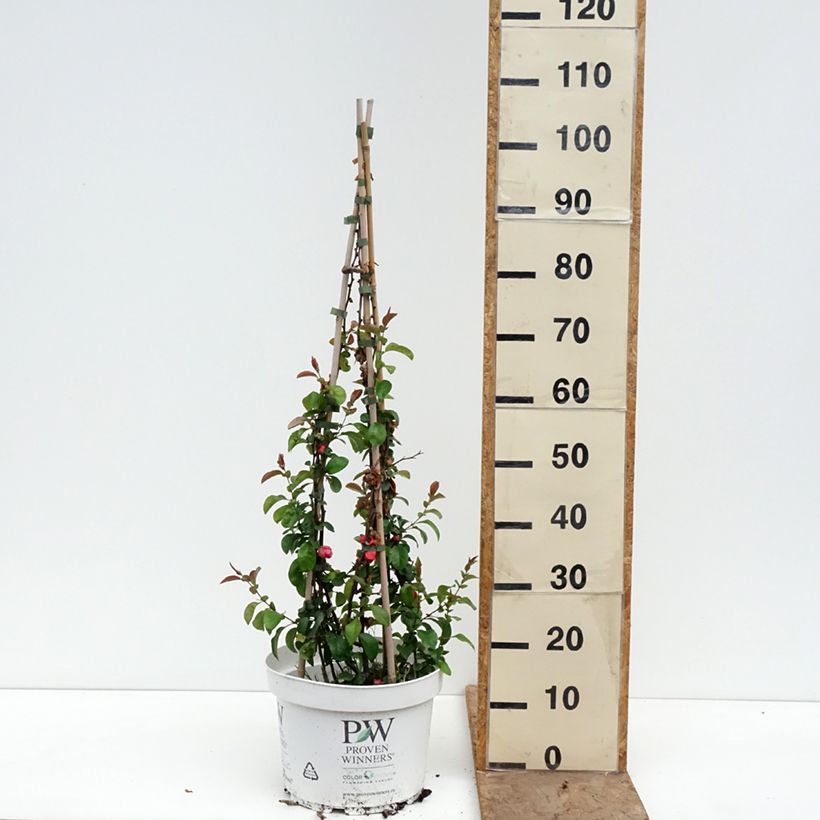 Exemplar von Zierquitte Pink Lady - Chaenomeles superba Topf mit 7,5L/10L wie im Frühjahr geliefert