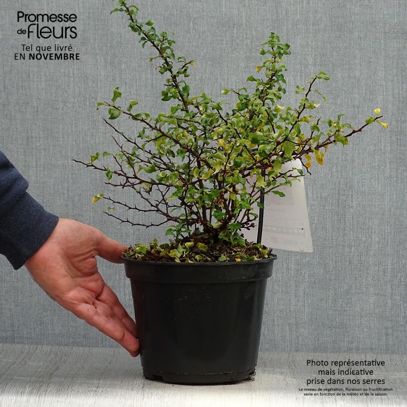 Example of Zierquitte Red Joy - Chaenomeles superba Topf mit 2L/3L as you get in automne