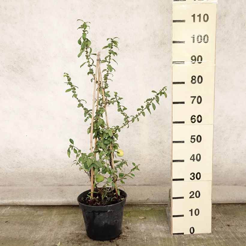 Exemplar von Zierquitte Rubra - Chaenomeles speciosa Topf mit 7,5L/10L wie im Sommer geliefert