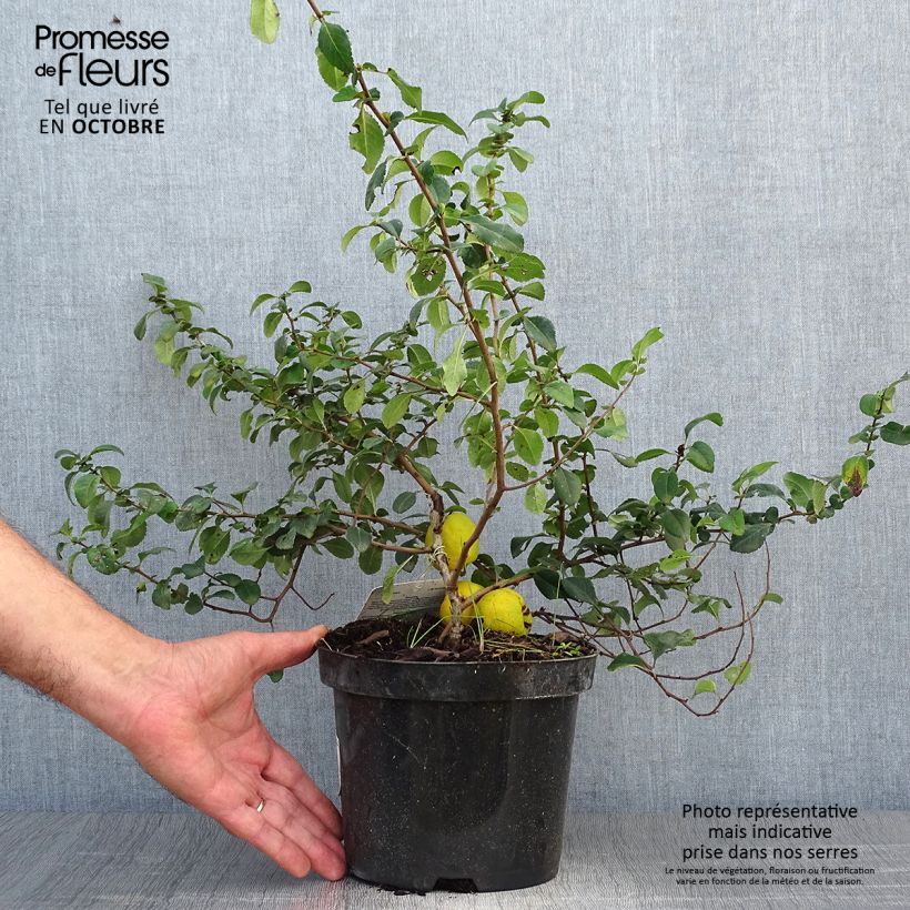 Example of Japanische Zierquitte Sargentii - Chaenomeles japonica Topf mit 3L/4L as you get in automne
