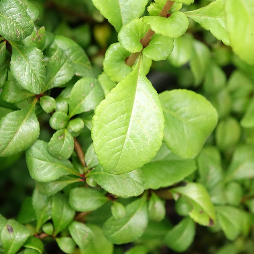 Japanische Zierquitte Sargentii - Chaenomeles japonica (Foliage)