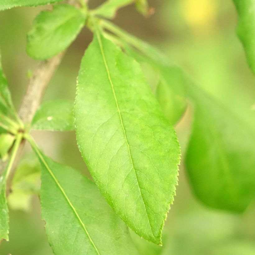 Zierquitte Yukigoten - Chaenomeles speciosa (Foliage)