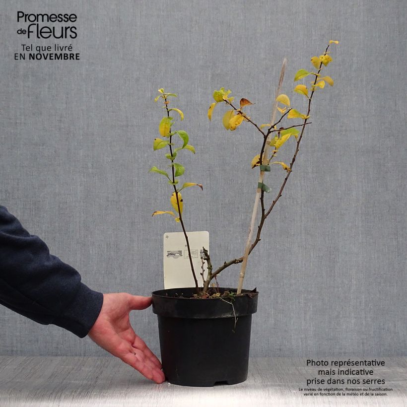 Example of Zierquitte Yukigoten - Chaenomeles speciosa Topf mit 3L/4L as you get in automne