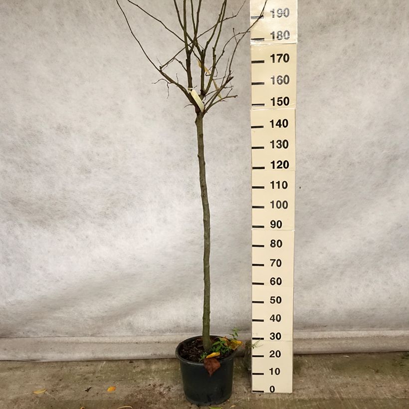 Example of Quitte Monstrueux de Vranja - Cydonia oblonga Topf mit 7,5L/10L, Halbstamm as you get in automne