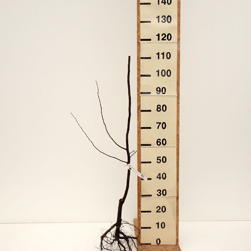 Exemplar von Quitte Du Portugal - Cydonia oblonga Wurzelnackt, Heister wie im Winter geliefert