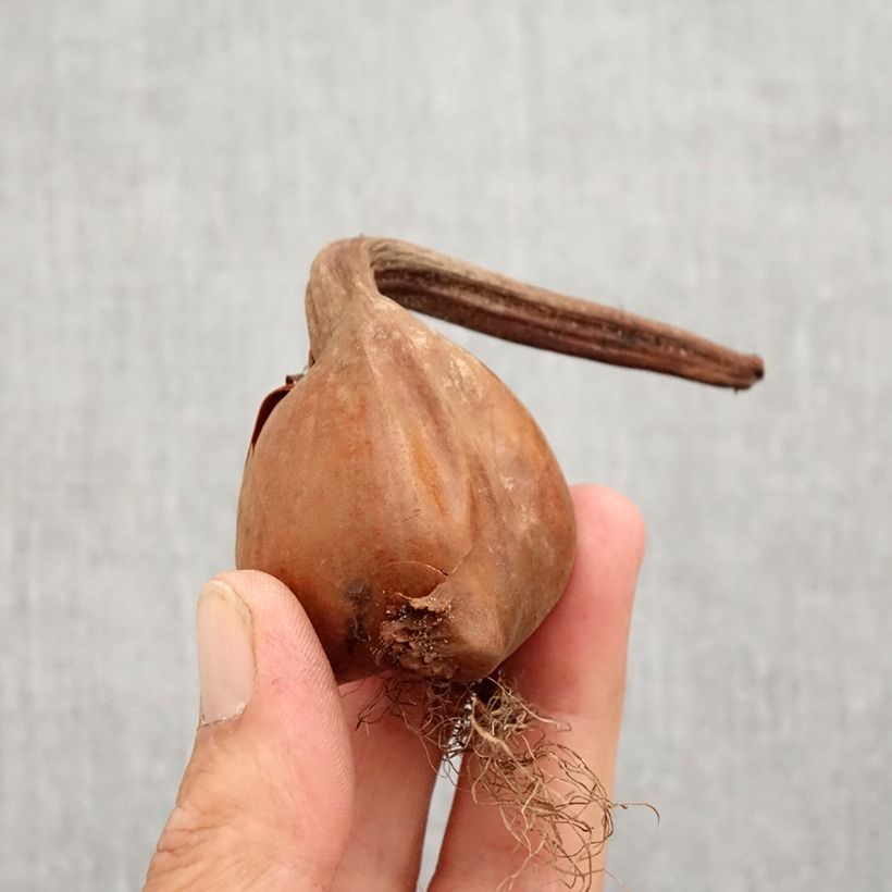 Example of Colchicum autumnale Pleniflorum - Herbst-Zeitlose Zwiebel size 13+ as you get in automne