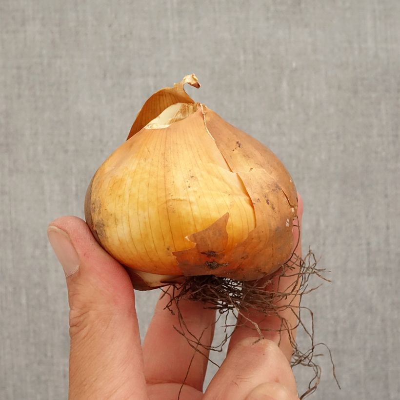 Example of Colchicum cilicicum - Zilizische Zeitlose Zwiebel size 18/20 as you get in automne