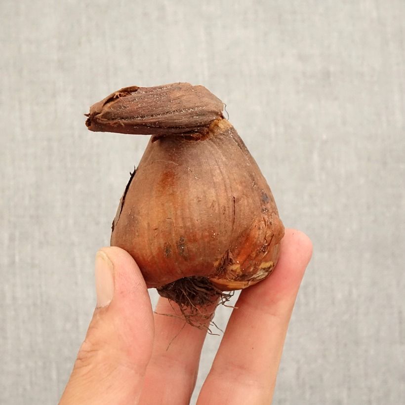 Example of Colchicum speciosum Giganteum - Kaukasus-Herbstzeitlose Zwiebel size 18/20 as you get in automne