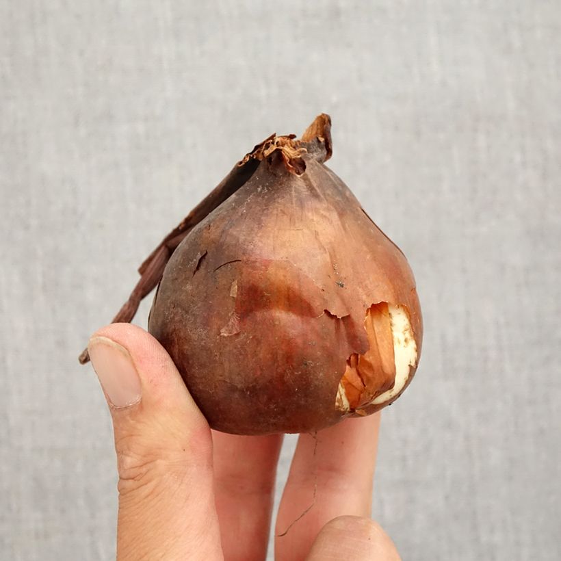 Example of Colchicum autumnale Major - Herbst-Zeitlose Zwiebel size 20+ as you get in automne