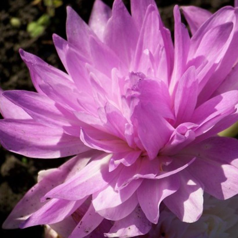 Colchicum Waterlily - Herbstzeitlose (Flowering)