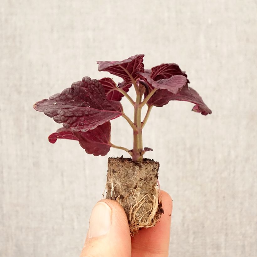 Exemplar von Coleus scutellarioides Copinto Manhattan - Buntnessel Mini-Plug Ø 3/4 cm wie im Frühjahr geliefert