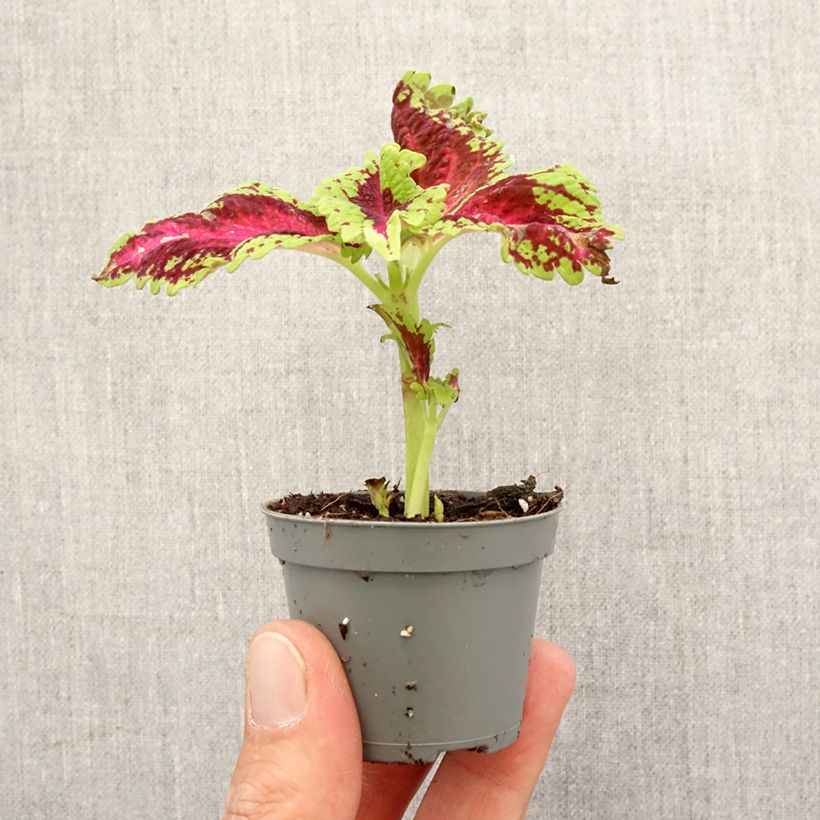 Example of Coleus Le Freak - Buntnessel Mini-plante as you get in printemps