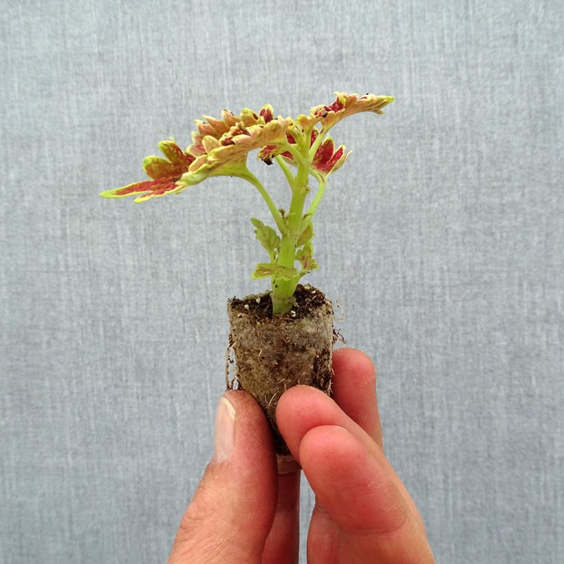Example of Buntnessel Limewire - Solenostemon Mini-Plug Ø 3/4 cm as you get in printemps