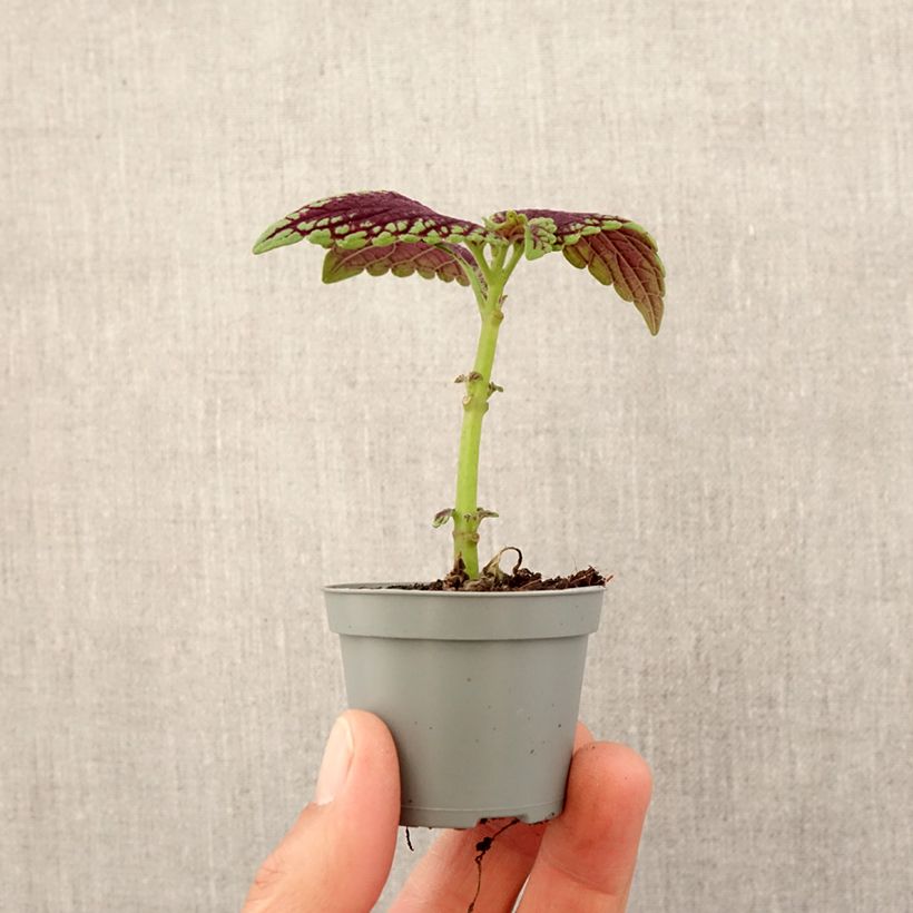 Example of Coleus MS Abbey Road - Buntnessel Mini-plante as you get in printemps
