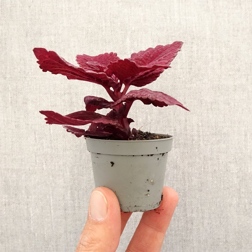 Example of Coleus MS Second Street - Buntnessel Mini-plante as you get in printemps