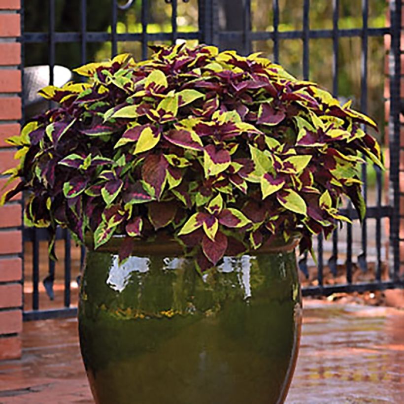 Buntnessel Pineapple Surprise - Solenostemon (Plant habit)