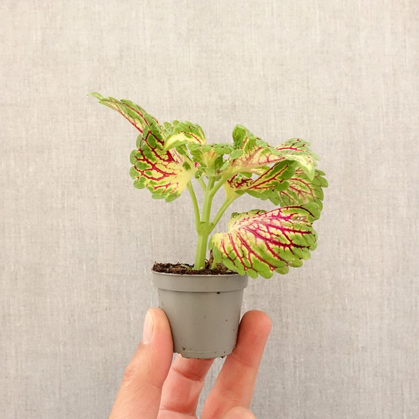 Example of Buntnessel Spacecake - Solenostemon Mini-plante as you get in printemps
