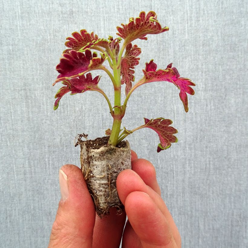Example of Coleus Vulcan - Buntnessel Mini-Plug Ø 3/4 cm as you get in printemps