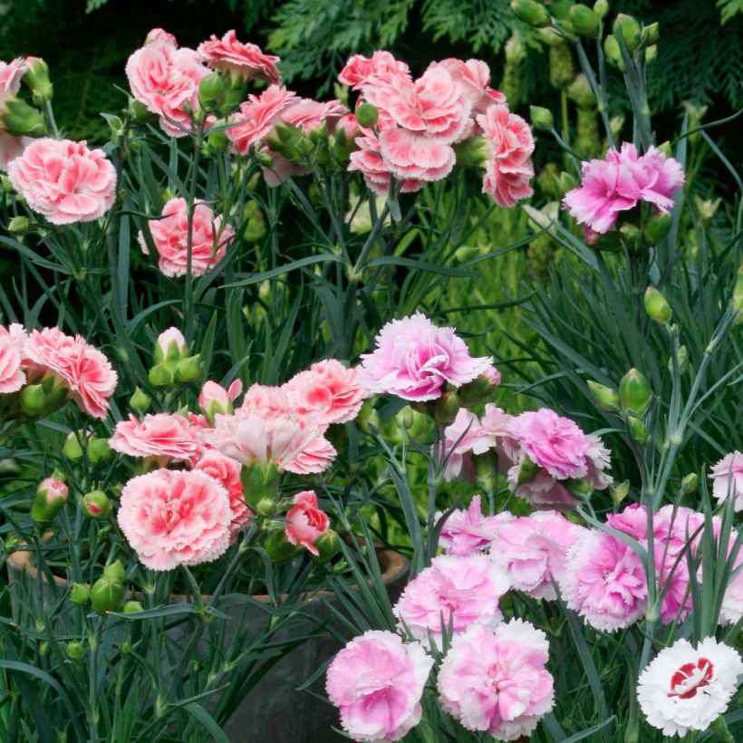 Kollektion 3 duftende Augelei (Flowering)