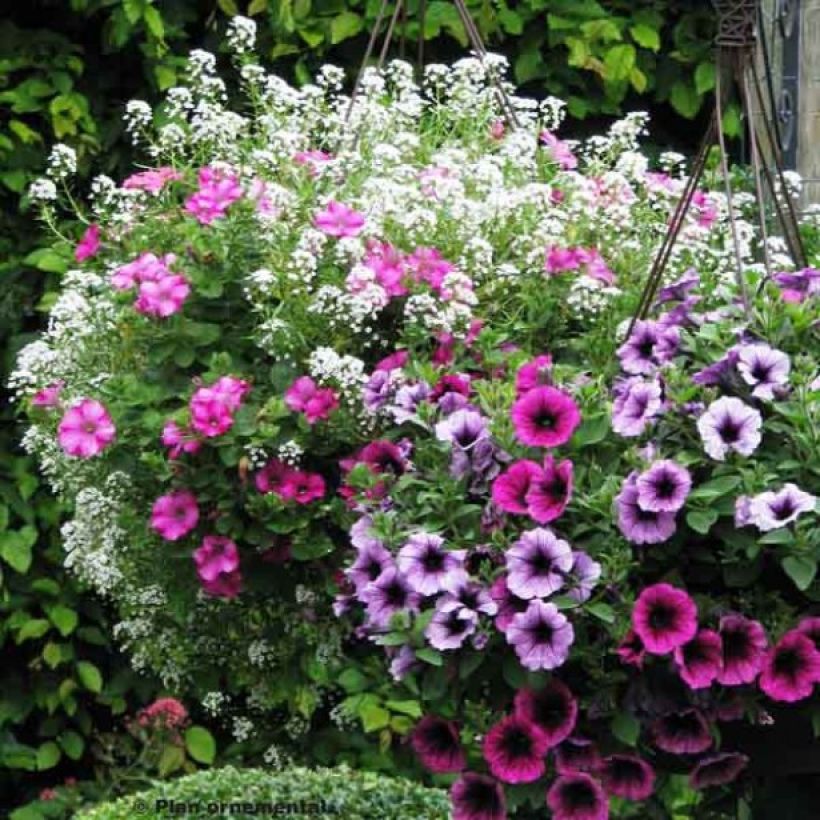 Beerenkaskaden-Kollektion (Flowering)