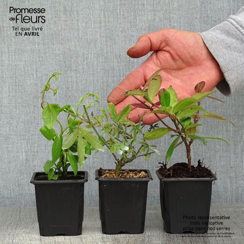 Example of Unverzichtbare Kletterpflanzen-Kollektion as you get in printemps